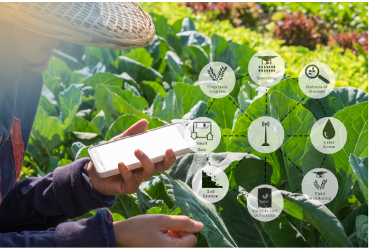 Crop Improvement Disciplines